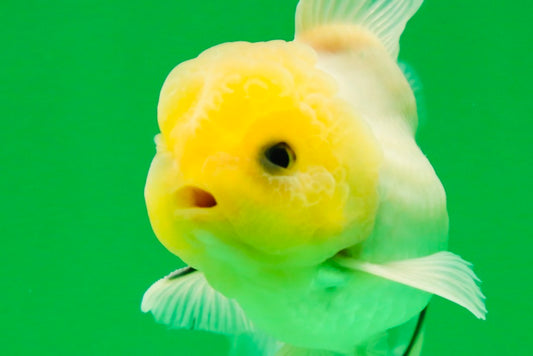 [SINGLE] White Button Eyes Oranda Male 4-4.5 inches #080125SO_15