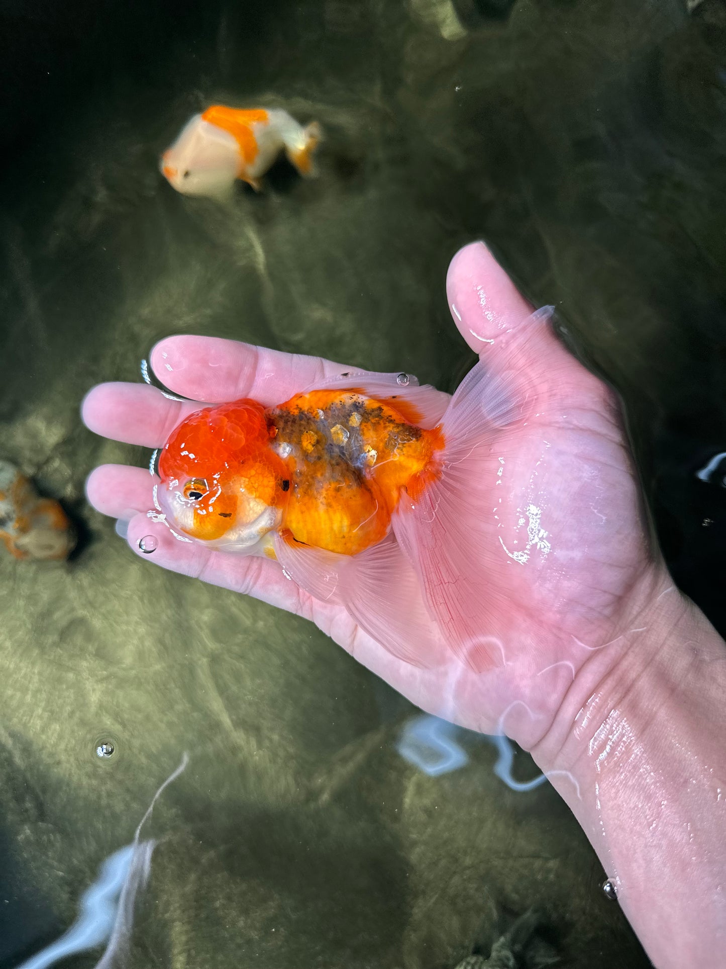 [COUPLE] Pepper Calico Female & Sakura Male Oranda 4.5-5 inches #050225CO_07
