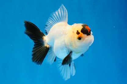[SINGLE] Tricolor Oranda Male 4 inches #032026SO_04