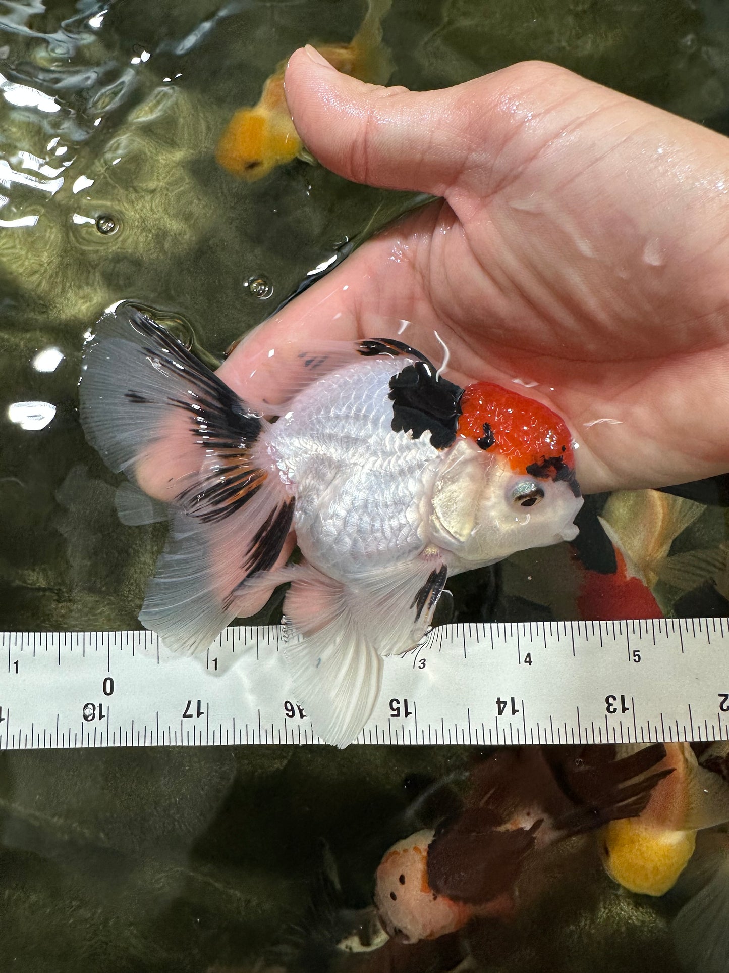 [COUPLE] Tricolor Male & Panda Female Oranda 4.5-5 inches #052325CO_09
