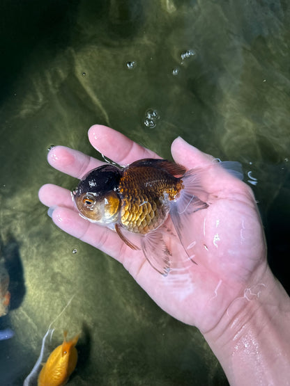 [COUPLE] Tricolor Male & Panda Female Oranda 4-4.5 inches #050225CO_05