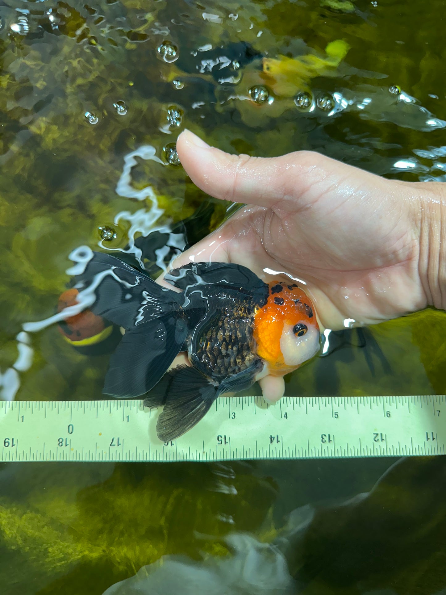 [SINGLE] Tricolor Oranda Male 4.5 inches #090525SO_03