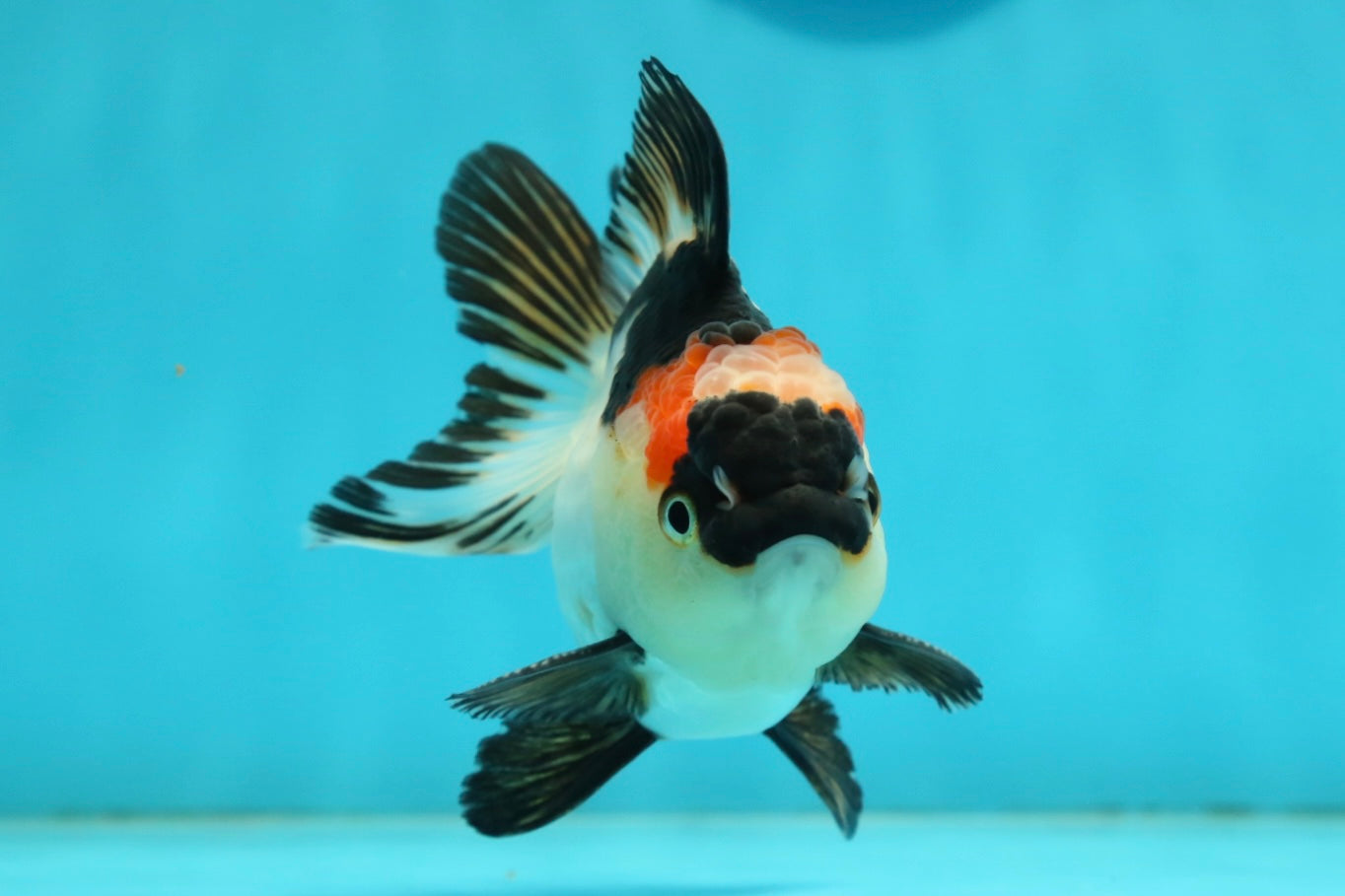 [SINGLE] Tricolor Oranda Male 4 inches #112924SO_10