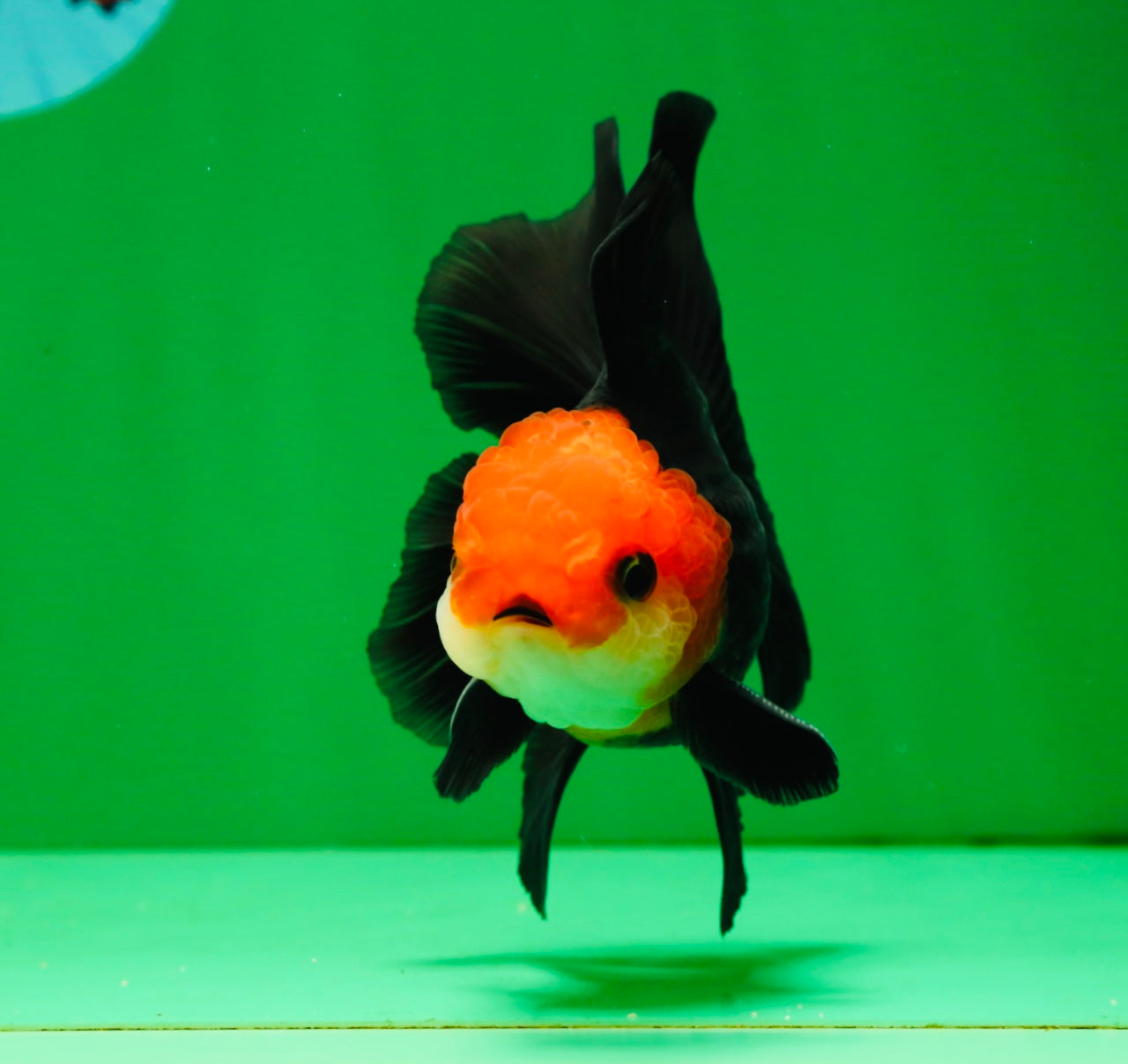 [COUPLE] Tricolor Male & Red White Female Oranda 4.5 inches #101025CO_05