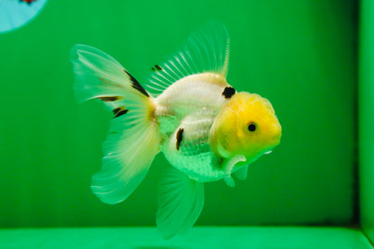 [SINGLE] White Oranda Male 4-4.5 inches #081525SO_04