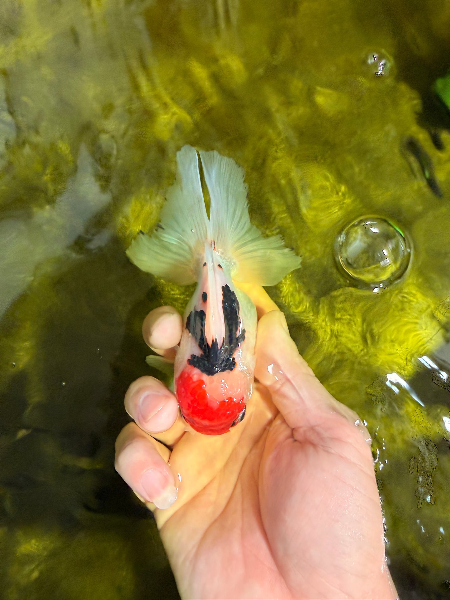 [SINGLE] Tricolor Oranda Male 4.5 inches #022726SO_02