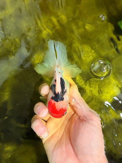 [SINGLE] Tricolor Oranda Male 4.5 inches #022726SO_02