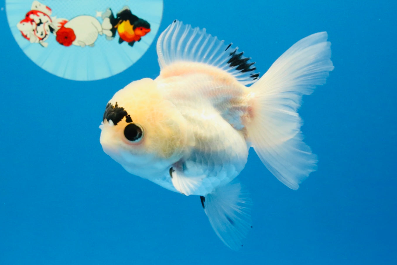 [SINGLE] Panda Button Eyes Oranda Female 4-4.5 inches #031326SO_03