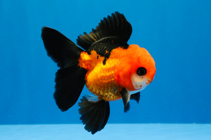 [SINGLE] Apache Oranda Male 4 inches #022726SO_08