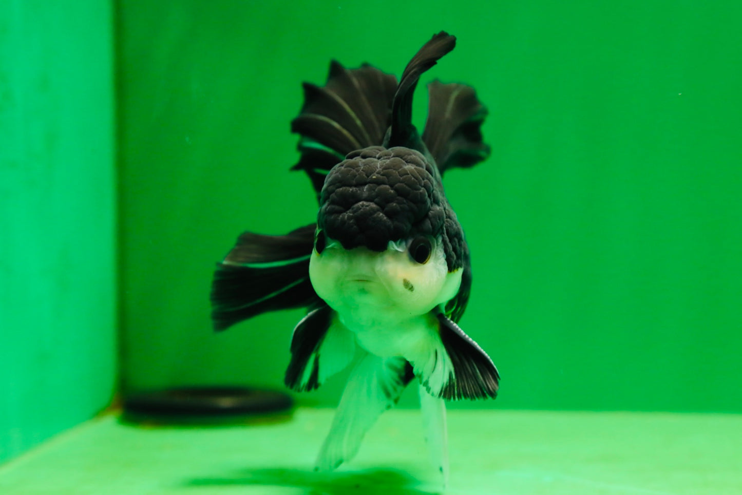 [SINGLE] Panda Button Eyes Oranda Male 4.5-5 inches #080125SO_14