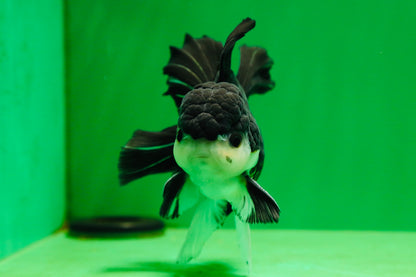 [SINGLE] Panda Button Eyes Oranda Male 4.5-5 inches #080125SO_14