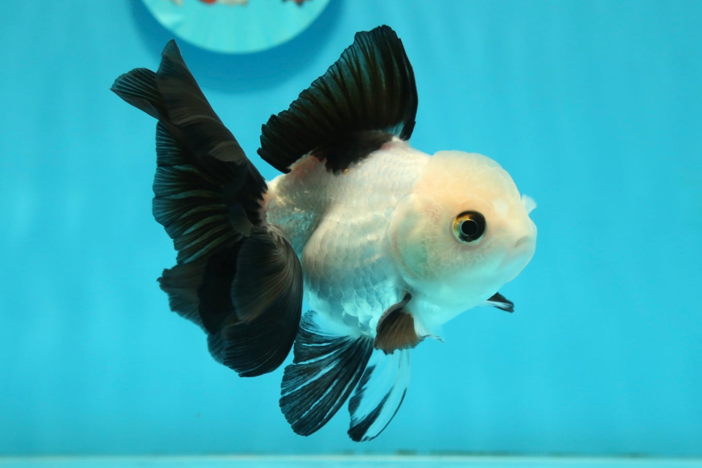 [SINGLE] Panda Oranda Male 4-4.5 inches #112924SO_06