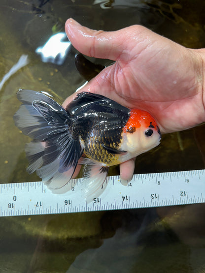 [SINGLE] Tricolor Button Eyes Oranda Female 5 inches #081525SO_12