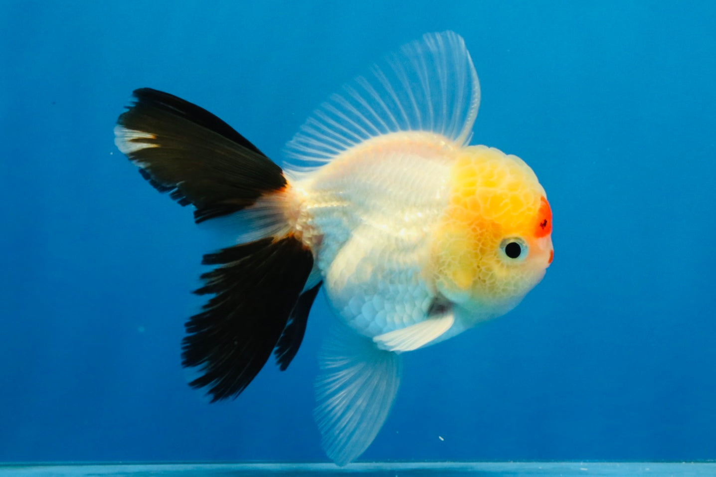 [SINGLE] Tricolor Oranda Male 4 inches #040326SO_07