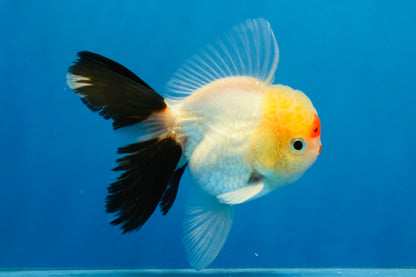 [SINGLE] Tricolor Oranda Male 4 inches #040326SO_07
