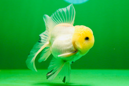 [SINGLE] White Button Eyes Oranda Male 4-4.5 inches #080125SO_15