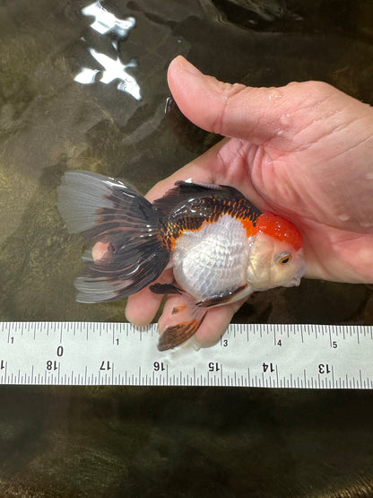 [SINGLE] Tricolor Female Oranda 4.5 inches #080125SO_01