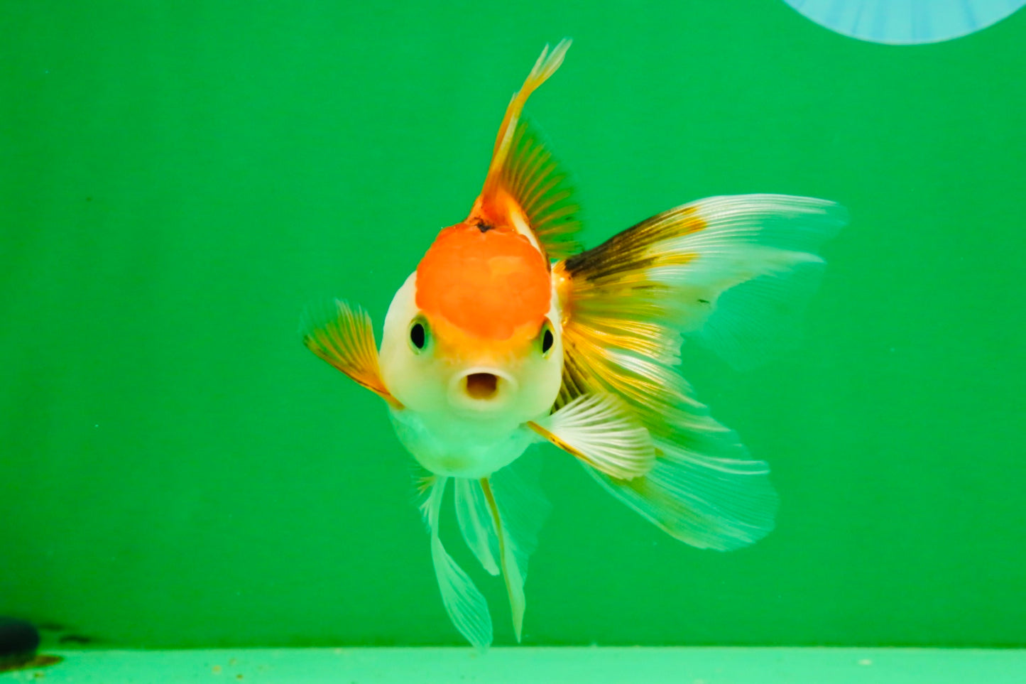[SINGLE] Tricolor Oranda Female 4 inches #112125SO_07