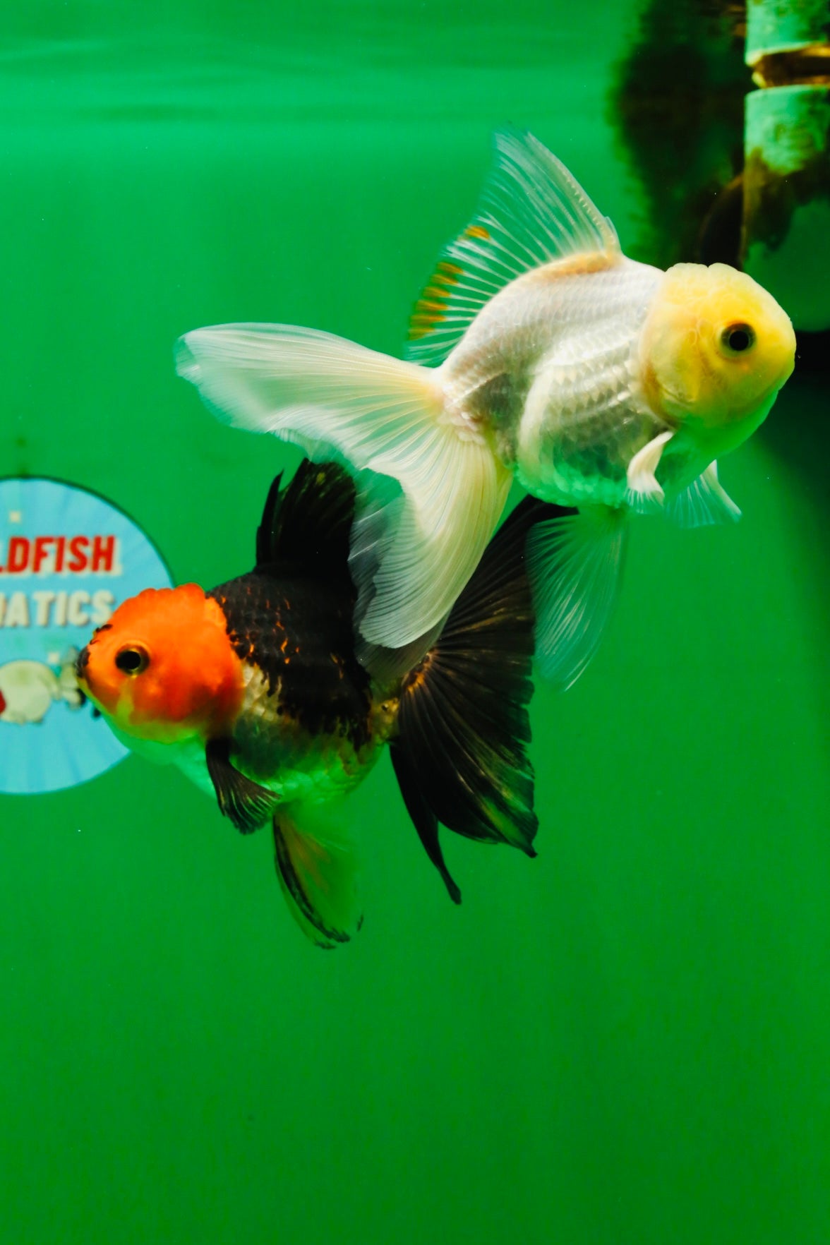 [COUPLE] White Male & Apache Female Oranda 4-4.5 inches #101025CO_04