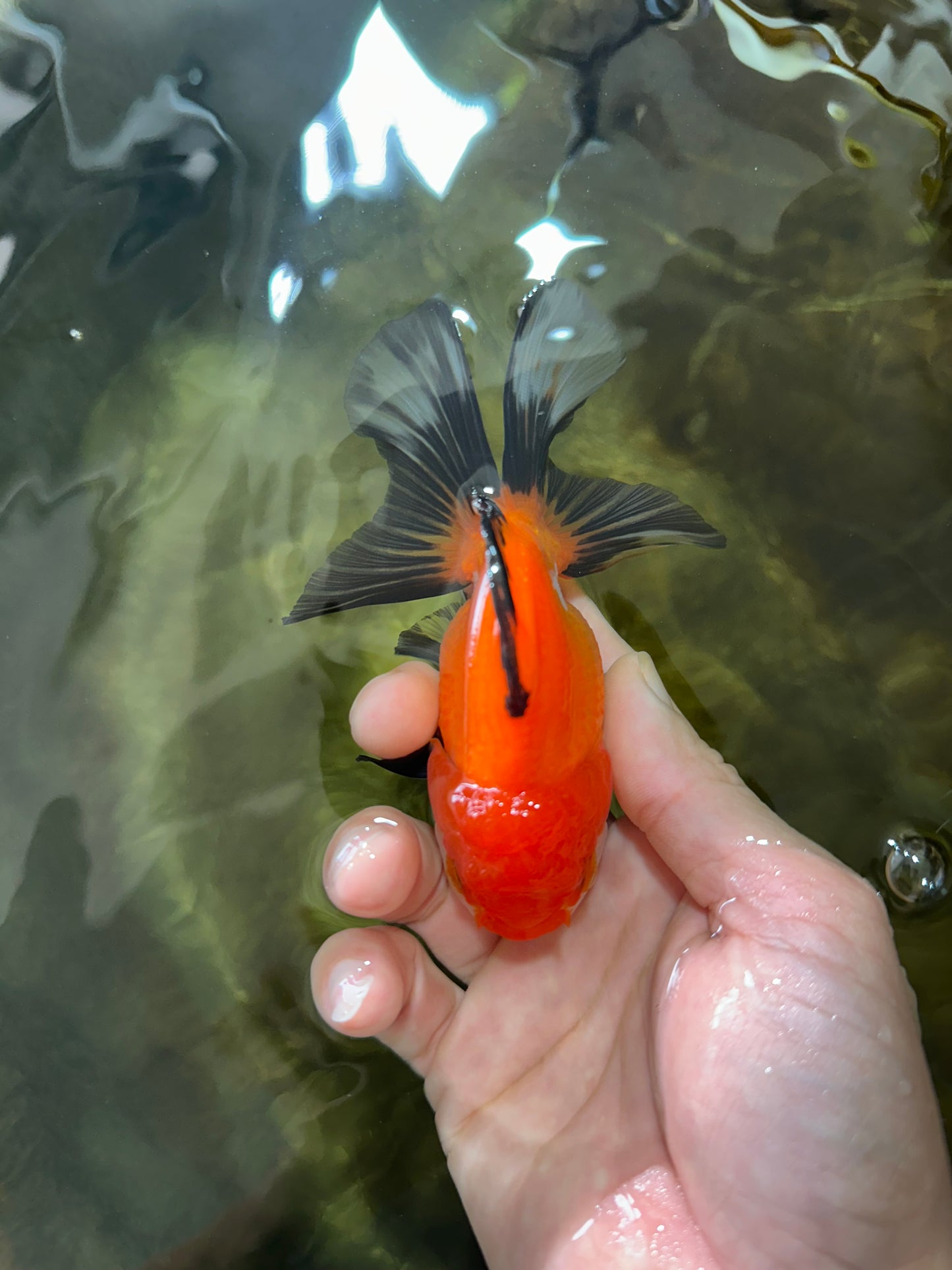 [SINGLE] Tricolor Female Oranda 4-4.5 inches #080125SO_02