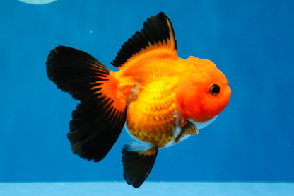 [SINGLE] Apache Oranda Female 4-4.5 inches #030626SO_08