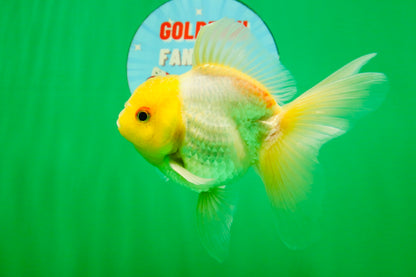 [SINGLE] Lemonhead Oranda Male 5 inches #082225SO_05