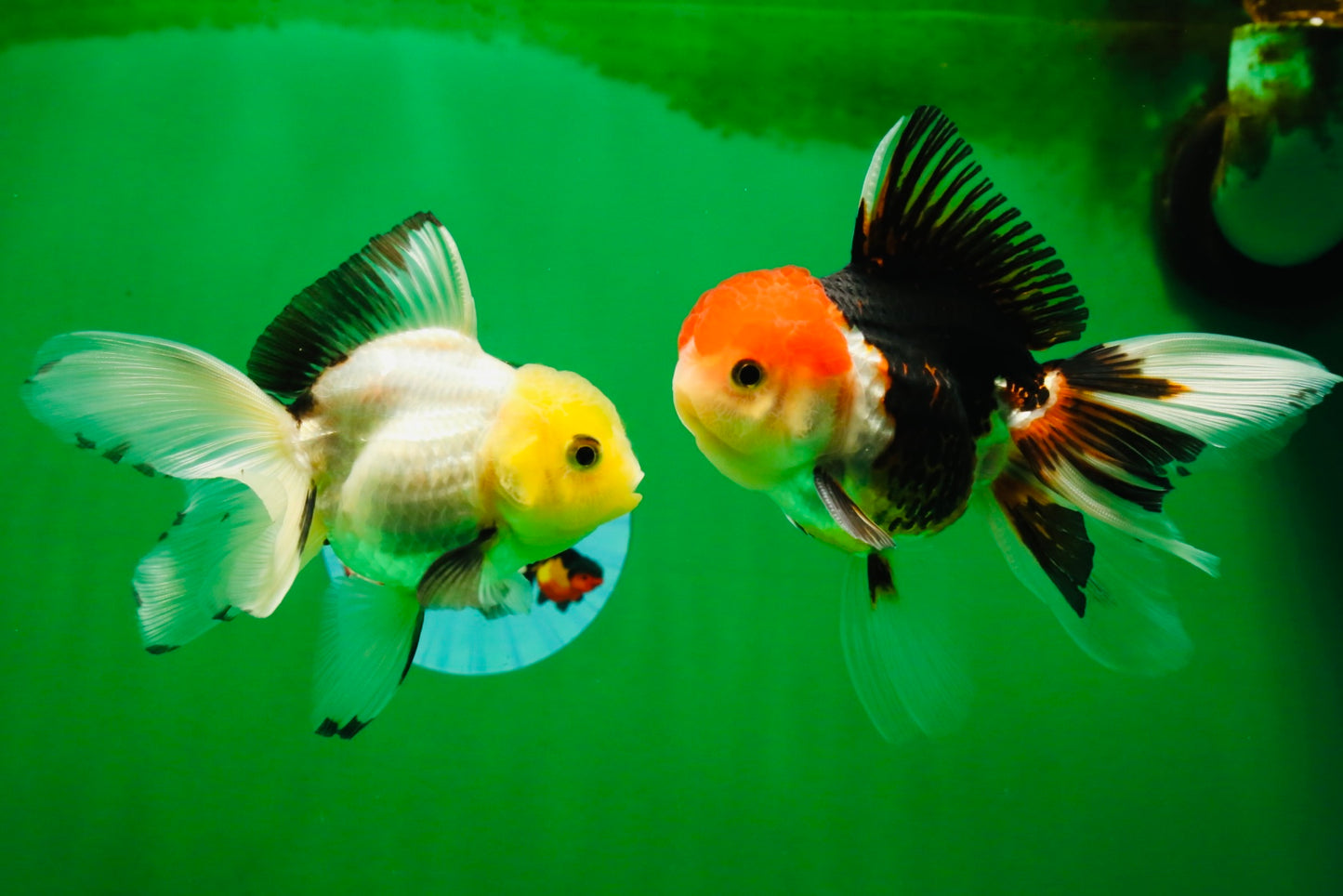 [COUPLE] Tricolor Male & Lemonhead Female 4.5 inches #091925CO_01