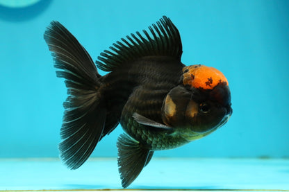 [SINGLE] Red Tancho Tricolor Oranda Male 4-4.5 inches #112924SO_11