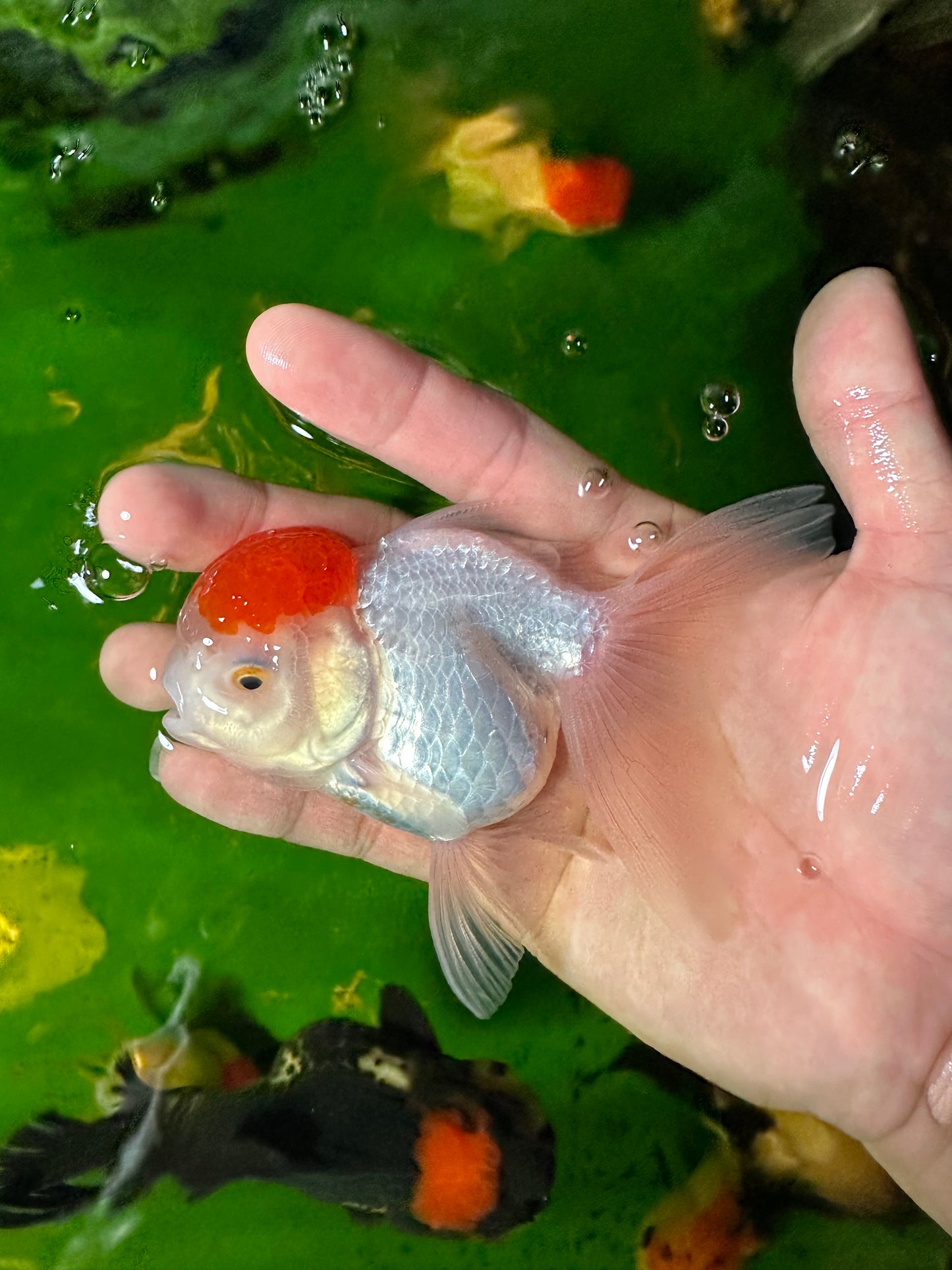 [QUAD] - Red Cap (2) Male & (2) Female 4-inches Oranda #110824SO_13