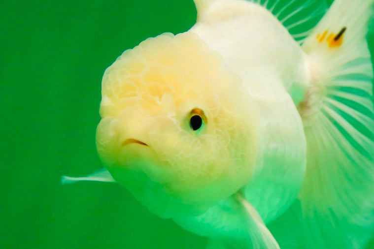 [SINGLE] White Oranda Female 5 inches #081525SO_10