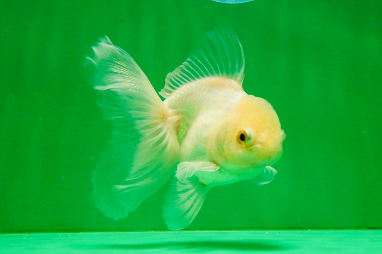 [SINGLE] White Oranda Male 4.5 inches #121925SO_03