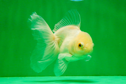 [SINGLE] White Oranda Male 4.5 inches #121925SO_03
