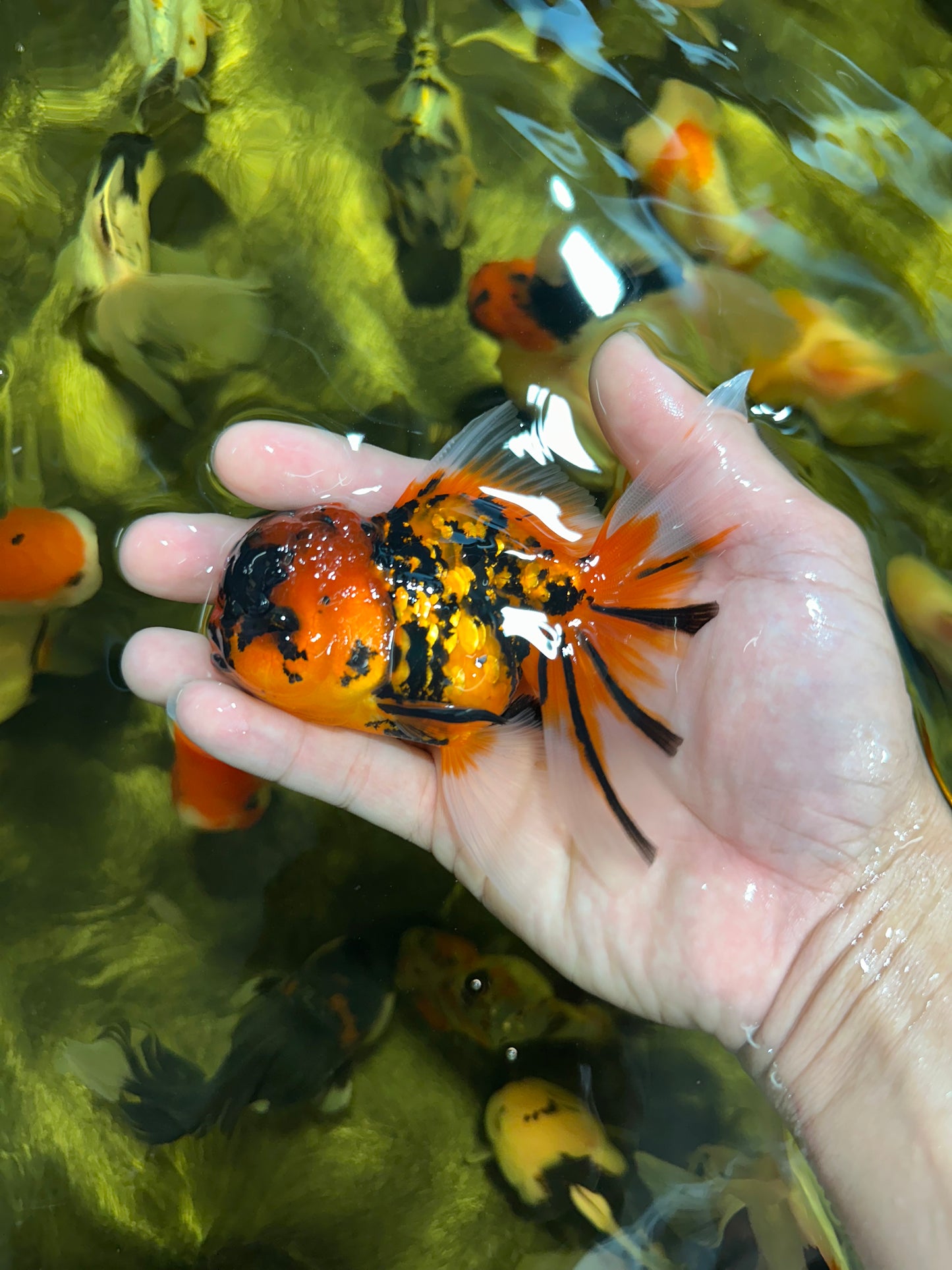 [QUAD] Mix Color All Male Oranda 4.5 inches #051625QO_08