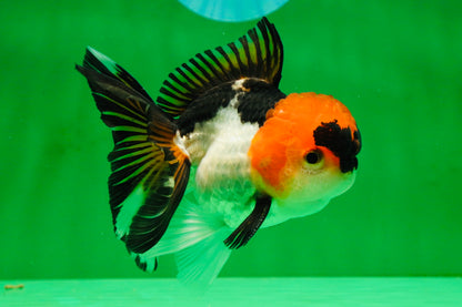[SINGLE] Tricolor Oranda Male 4-4.5 inches #091925SO_07