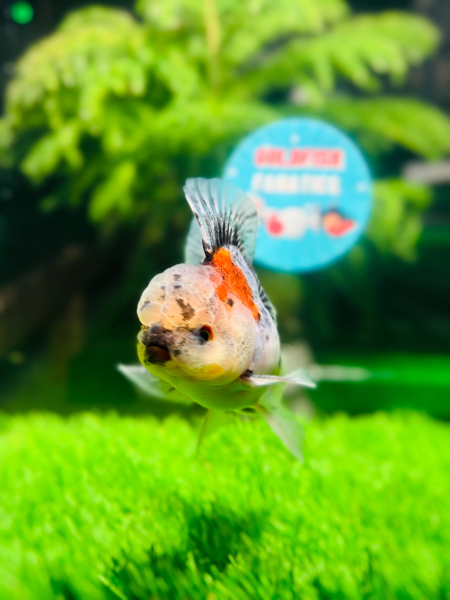 [SINGLE] Calico Oranda Male size 4 inches #112224SO_03