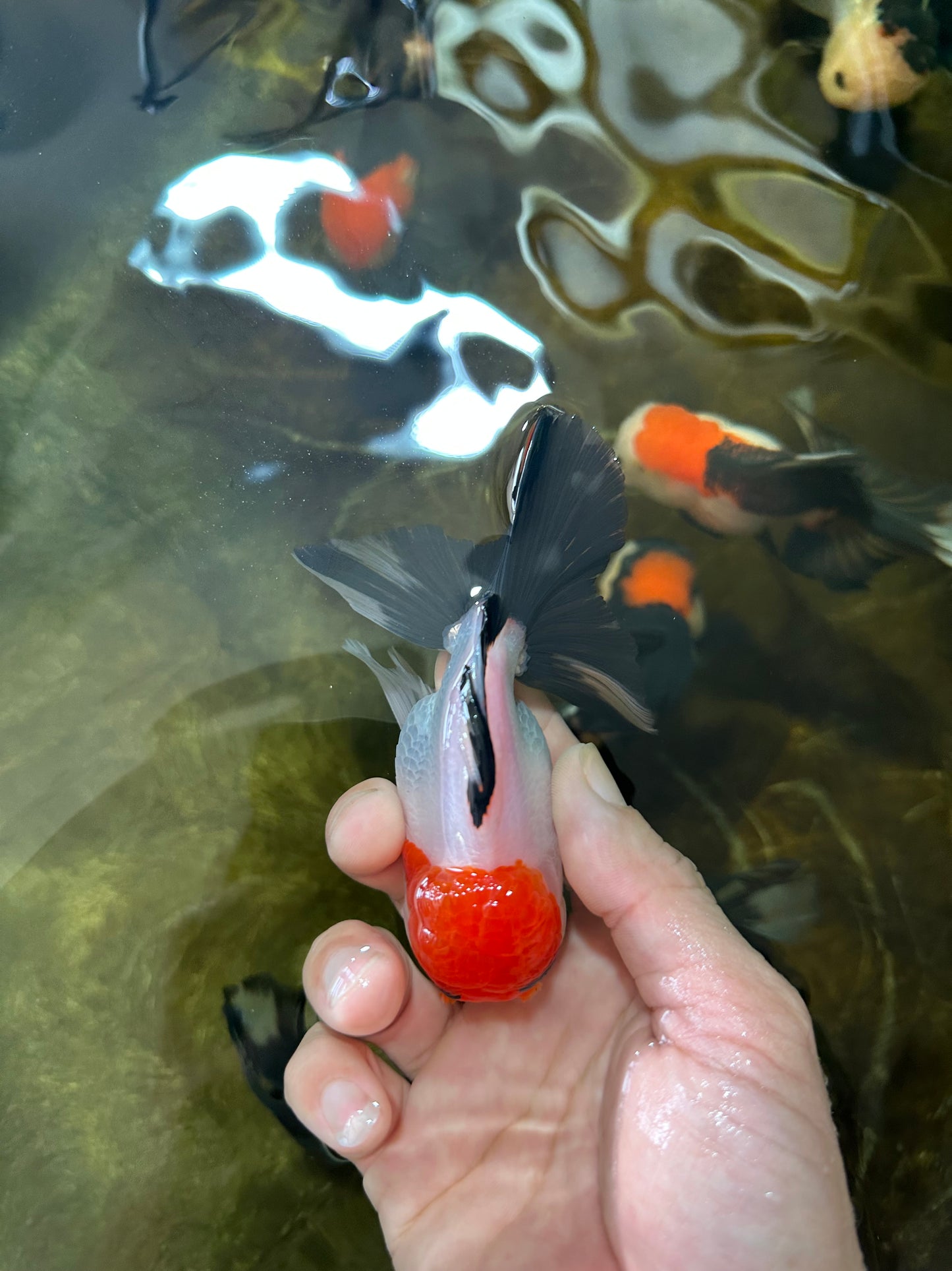 [SINGLE] Tricolor Male Oranda 4-4.5 inches #080125SO_11