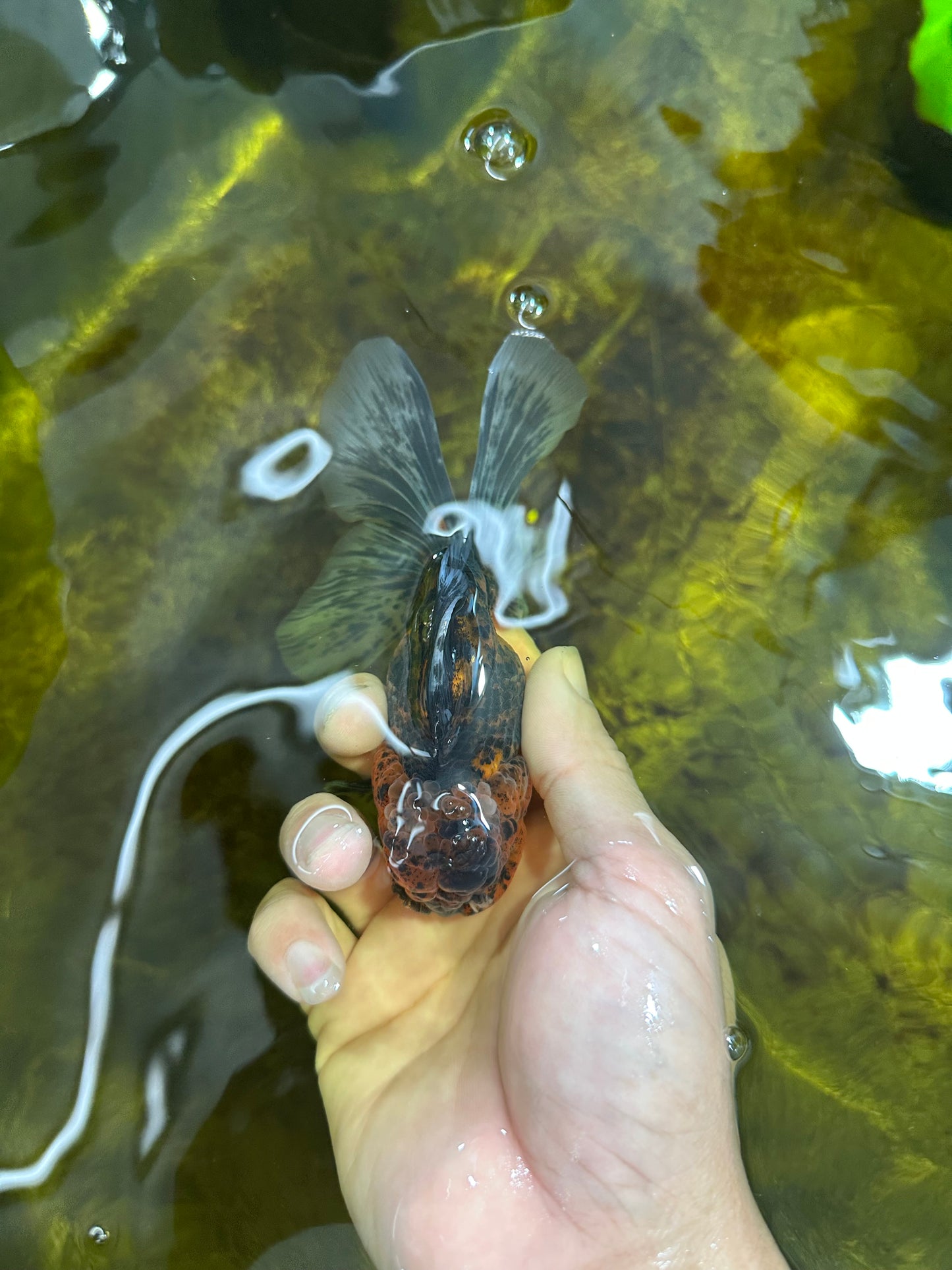 [SINGLE] Tiger Oranda Male 4.5 inches #090525SO_09