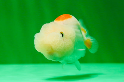 [COUPLE] Red White Lionchu Gender : Unknown 3 inches #041125_09