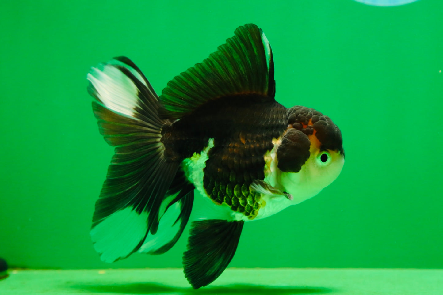 [SINGLE] Panda Male Oranda 4.5-5 inches #080125SO_07