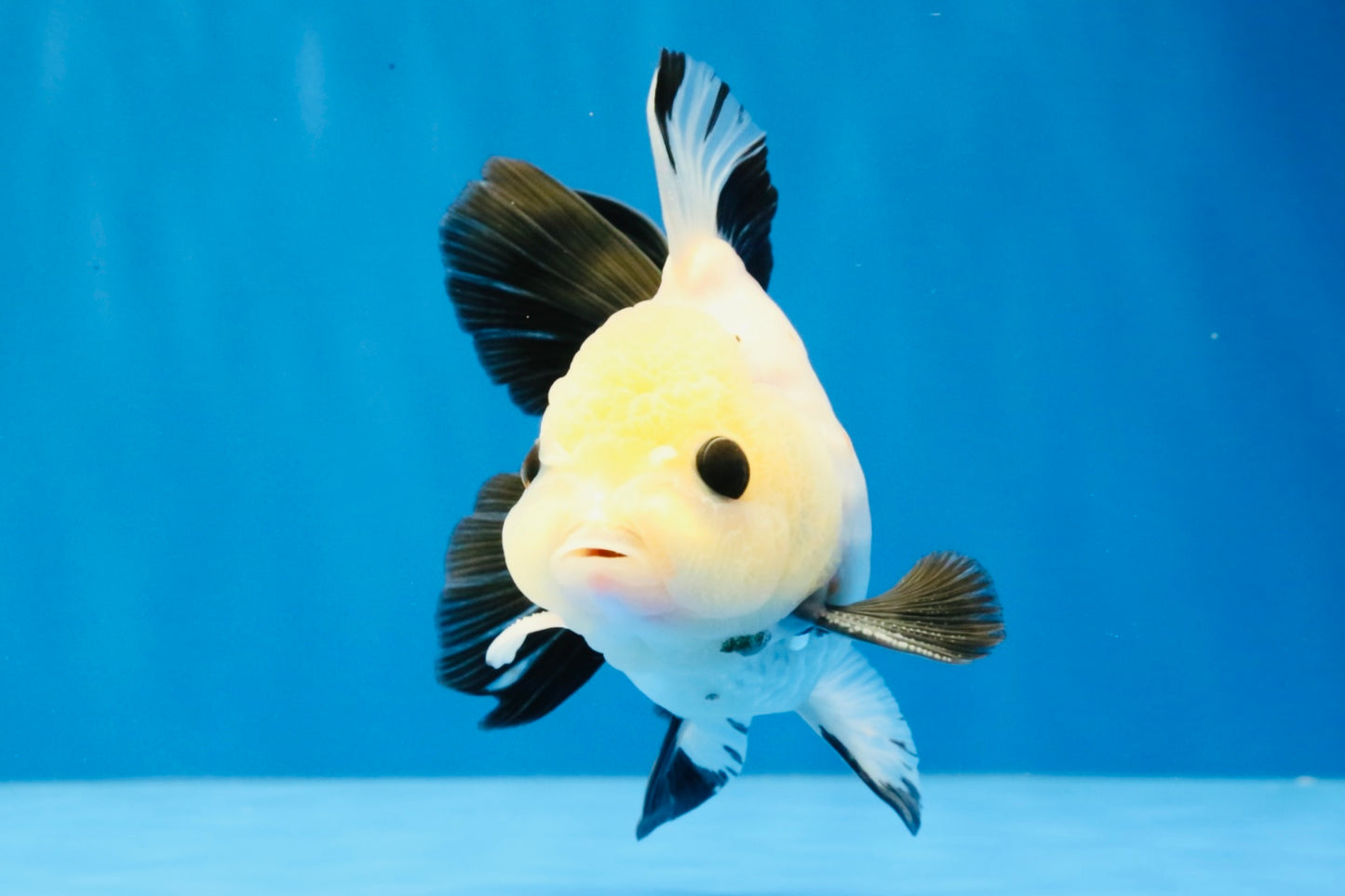 [SINGLE] Panda Button Eyes Oranda Male 4.5 inches #031326SO_10