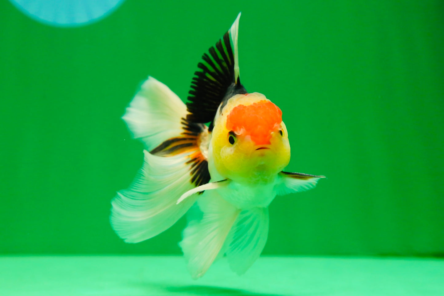 [SINGLE] Tricolor Oranda Male 4.5 inches #082225SO_03