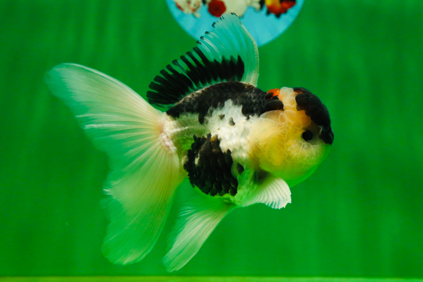 [SINGLE] Panda Oranda Male 4.5-5 inches #080825SO_07