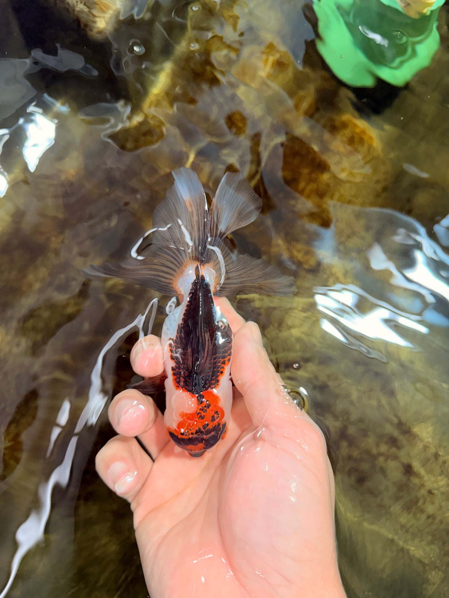 [SINGLE] Tricolor Oranda Female 4.5 inches #112125SO_08