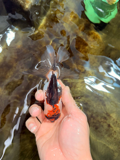 [SINGLE] Tricolor Oranda Female 4.5 inches #112125SO_08