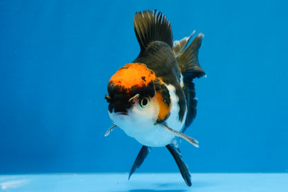 [SINGLE] Tricolor Oranda Male 4-4.5 inches #032026SO_09