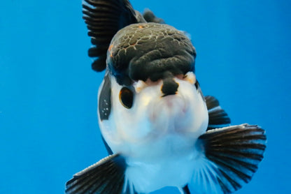 [SINGLE] Tricolor Oranda Male 4.5 inches #022726SO_03