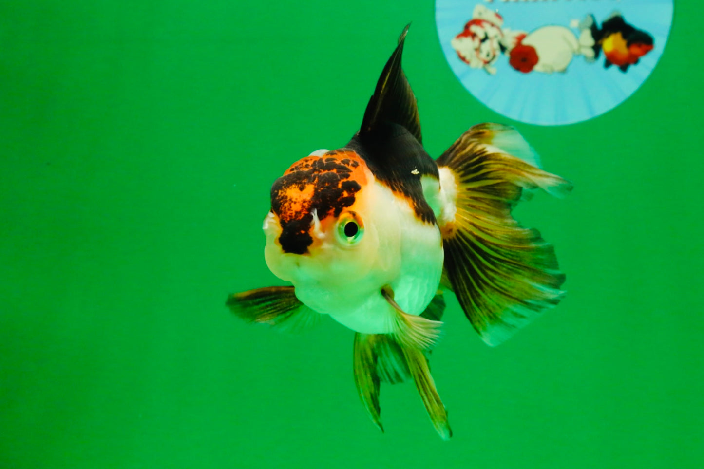 [SINGLE] Tricolor Oranda Female 4.5 inches #112125SO_08