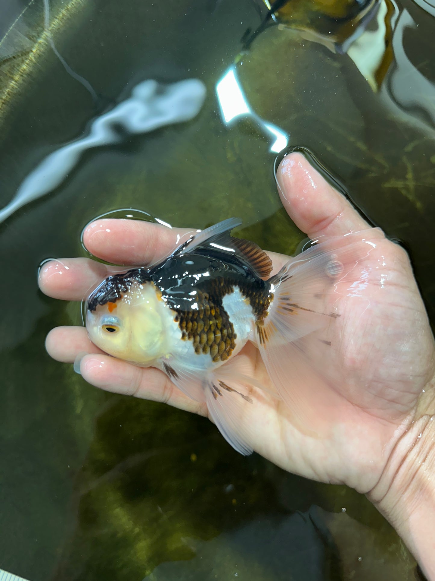 [SINGLE] Panda Oranda Female 4.5 inches #081525SO_11