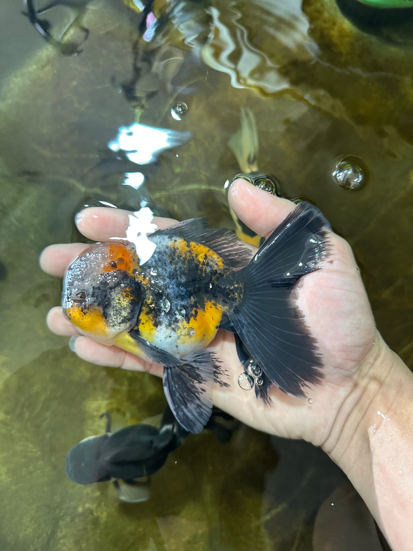 [SINGLE] Calico Kirin Male Oranda 5 inches #080125SO_06