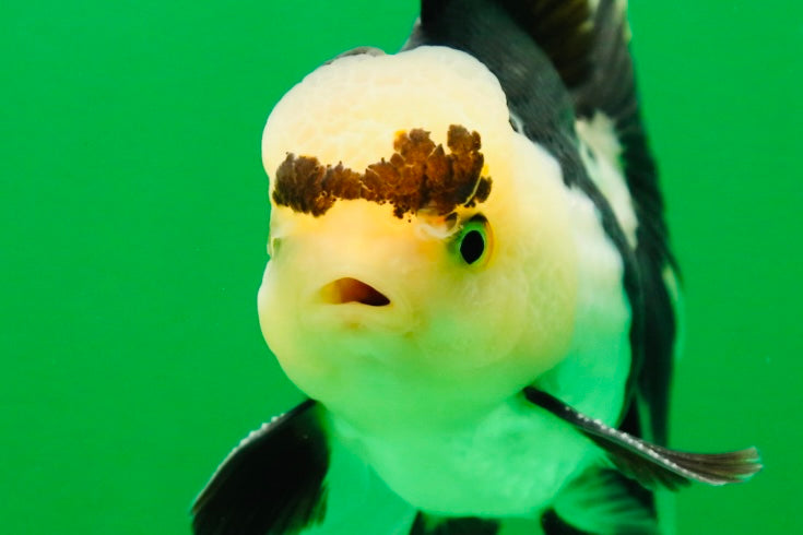 [SINGLE] Panda Male Oranda 4.5 inches #080125SO_09